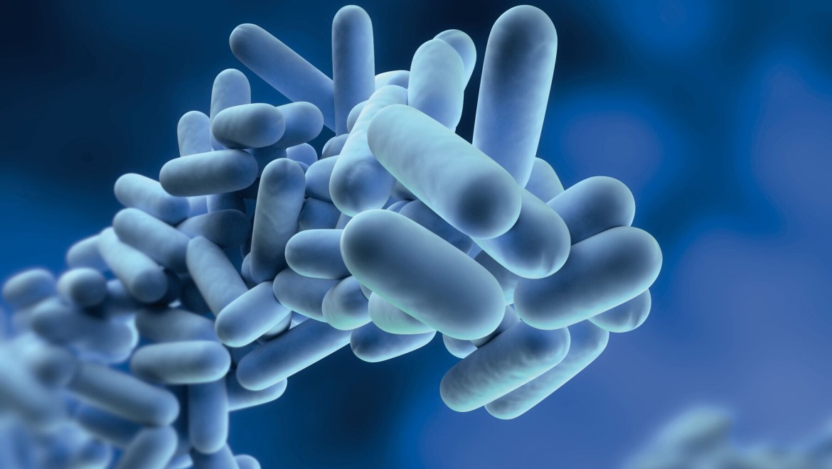 Legionella are bacteria that can multiply in drinking water Legionella are bacteria that can multiply in drinking water
