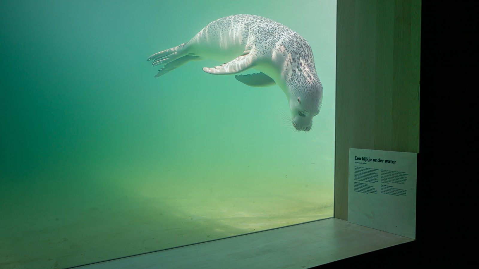 Injured or sick animals should be able to swim back into the wild as quickly as possible (© Tjeerd Visser)